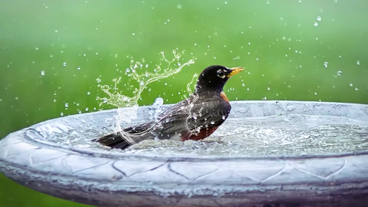 Is Your Bird Bath Too Deep – Will Birds Drown