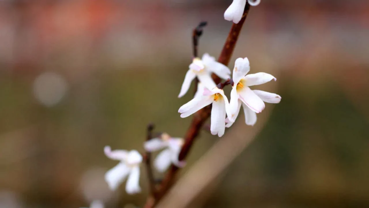 Abeliophyllum Distichum