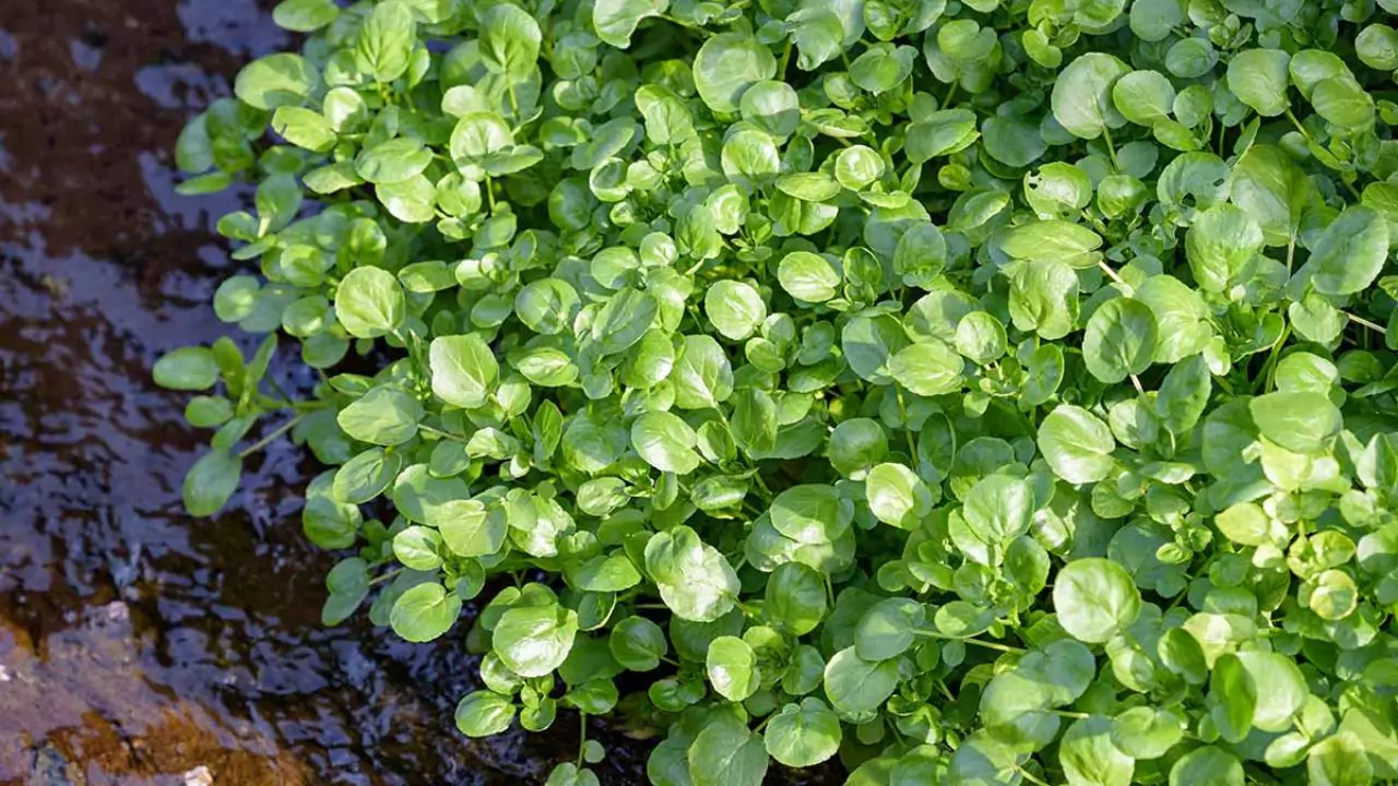About watercress