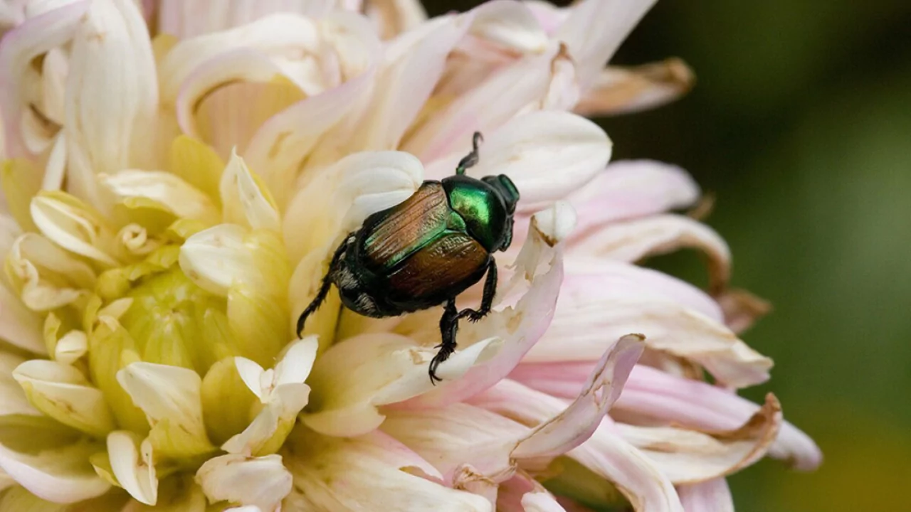 Adult Japanese beetles