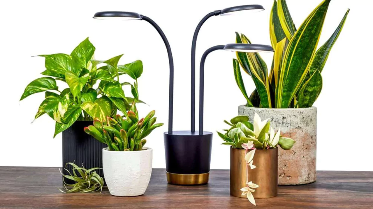 How to Clean Aero Garden with Vinegar 1 Aerogarden growing light