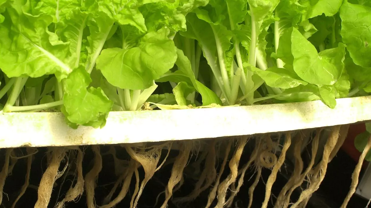 What Temperature Water Should Aeroponics Be? 1 Aeroponics principles