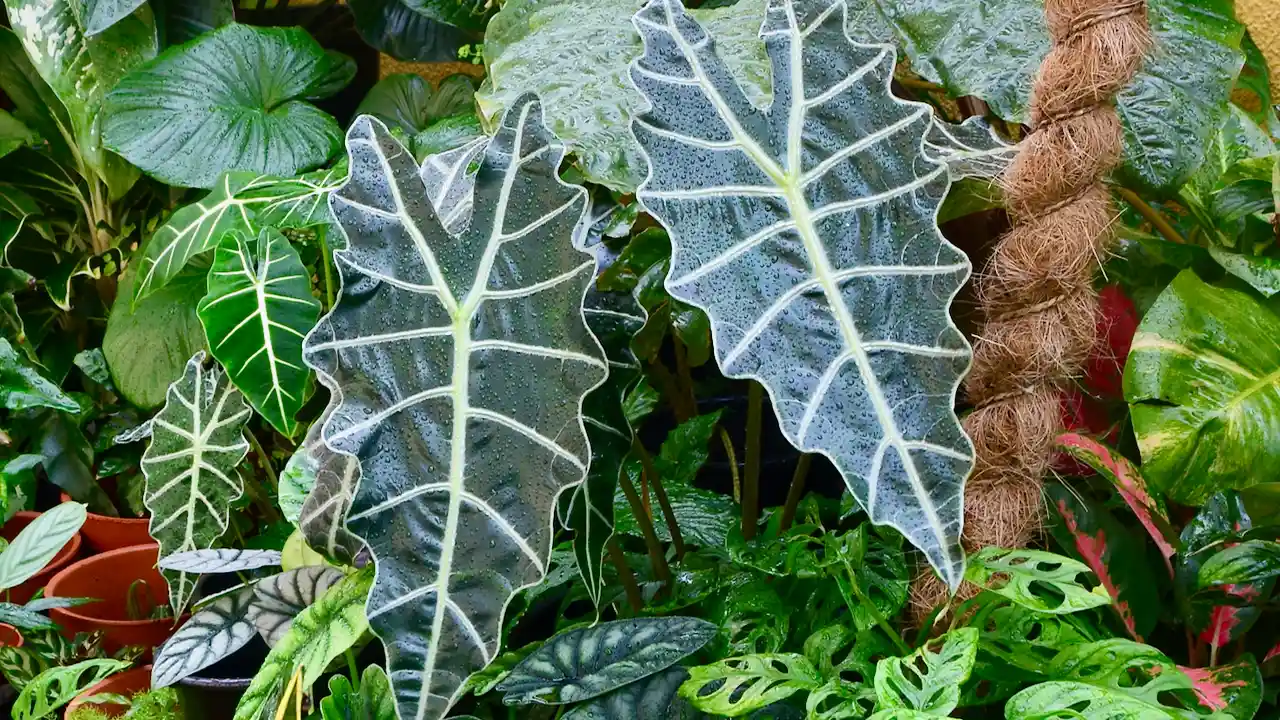 13 Indoor Plants with the Biggest Leaves