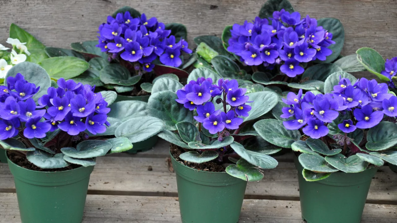 15 Kid-Safe Plants for Play Spaces (Indoors & Outdoors) 4 African violet