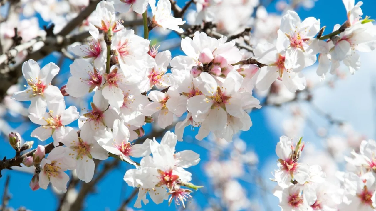 Almond tree
