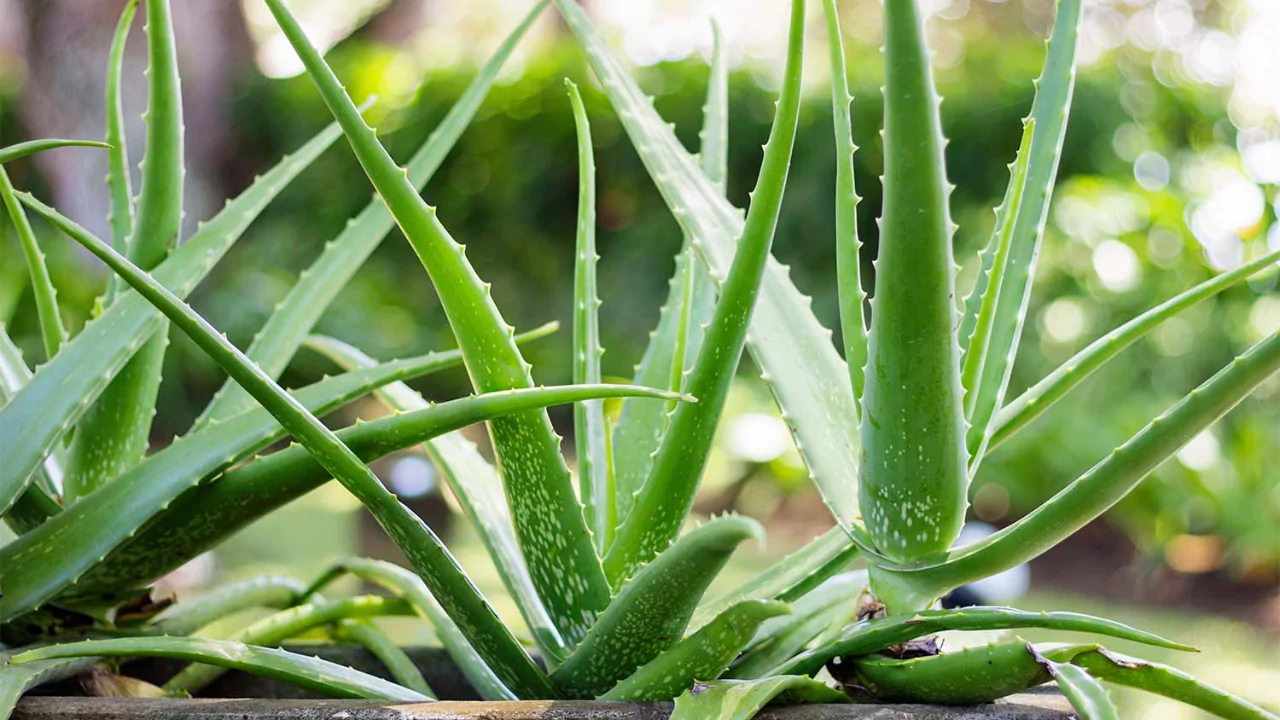 Aloe Vera 1