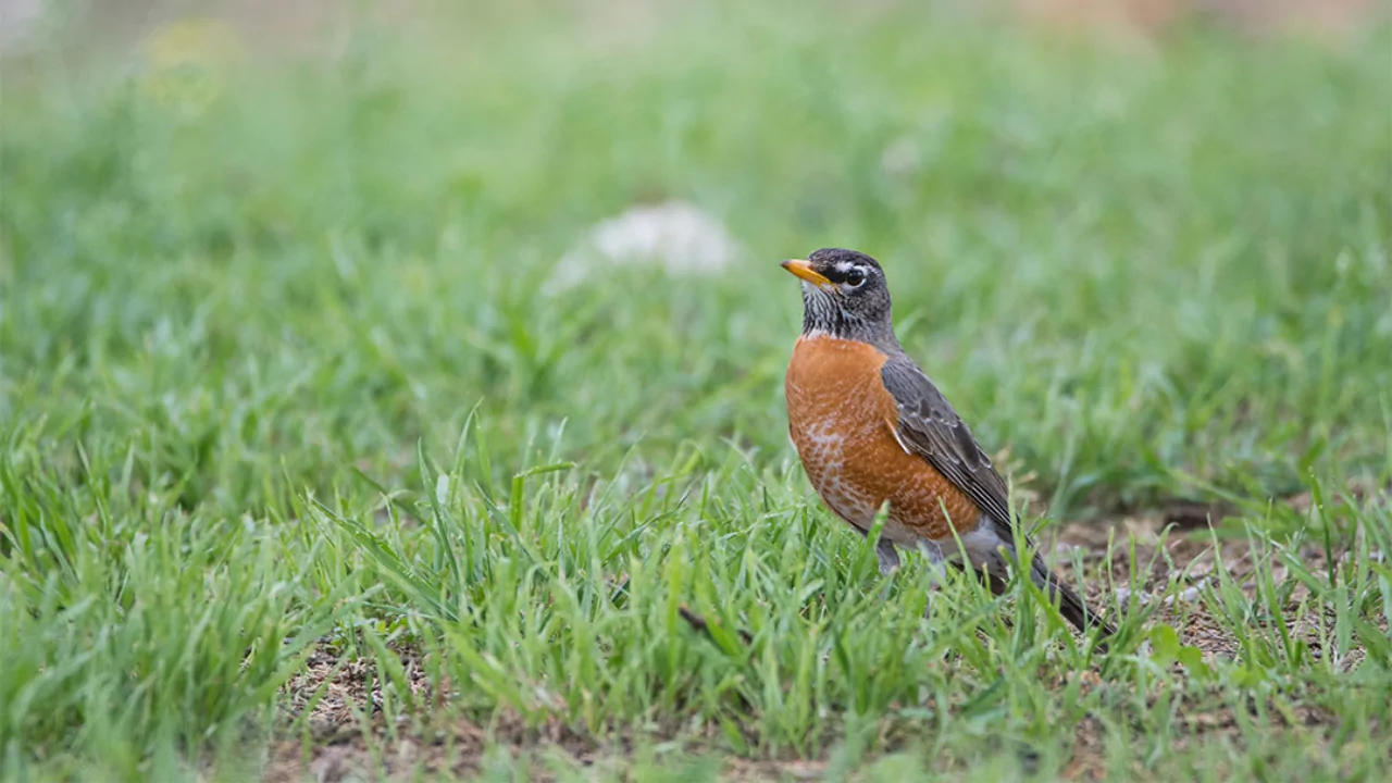 American Robin 1