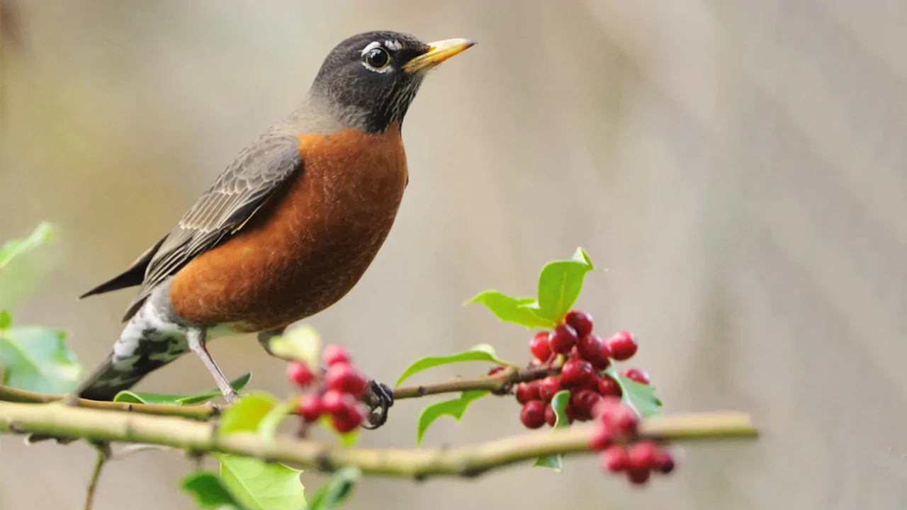 What Is the Most Common Bird in Massachusetts? 3 American Robin