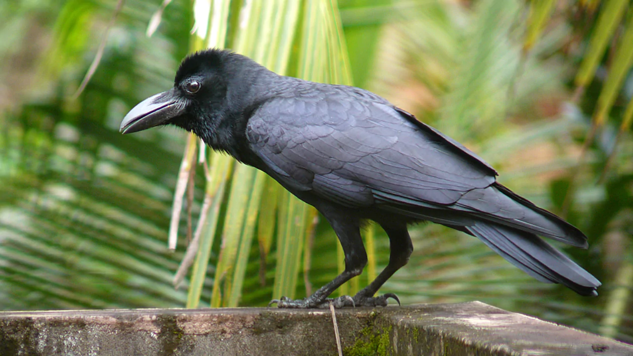 American crow