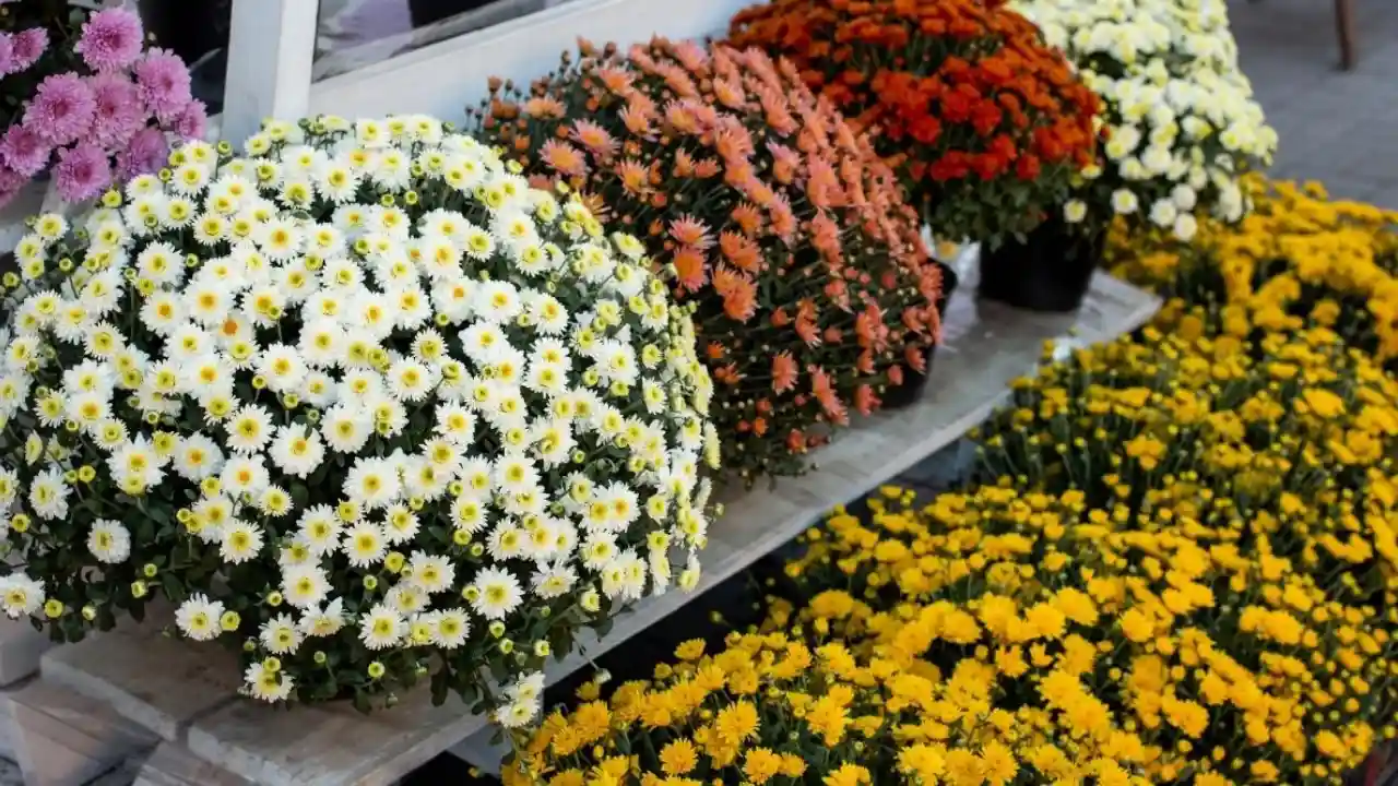 Annuals and perennials Chrysanthemums