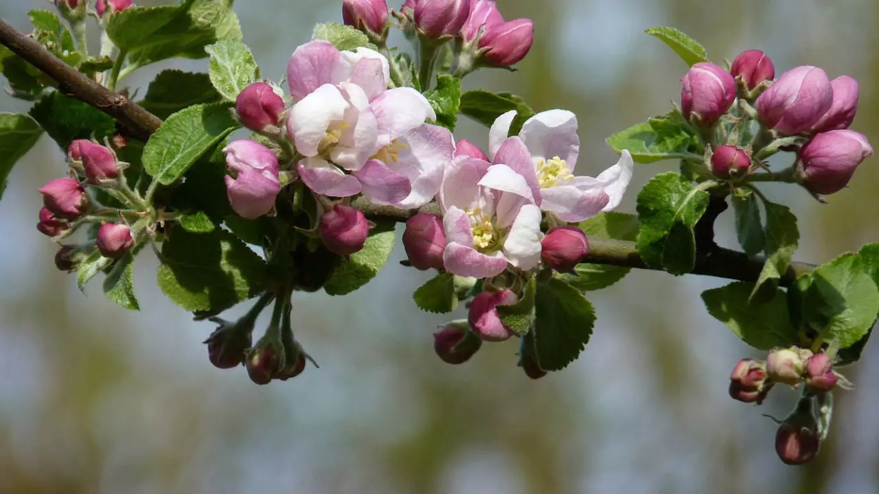 How to Grow Organic Apples without Worms? 2 Apple flowering