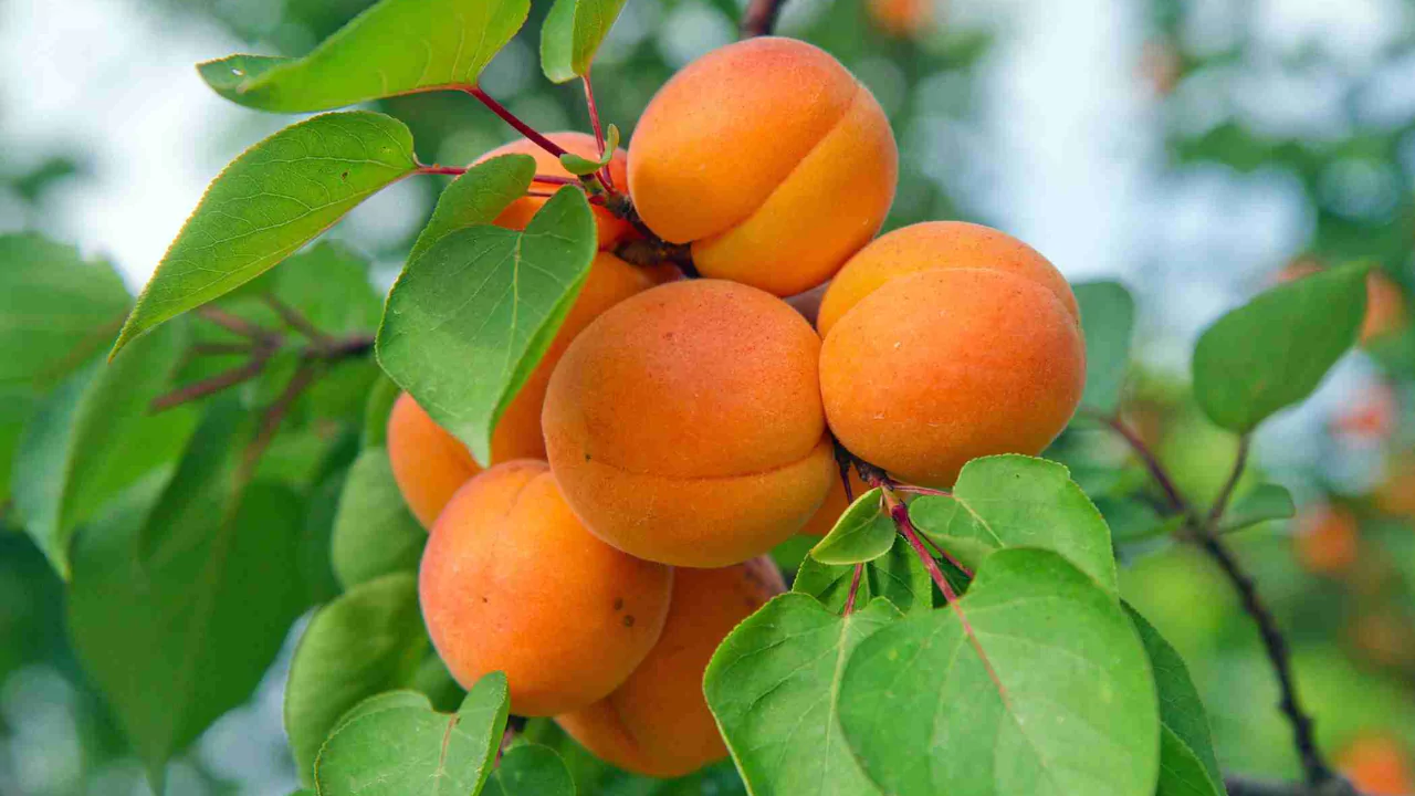 9 Fruit Trees you can Grow Indoors 5 Apricot tree 1
