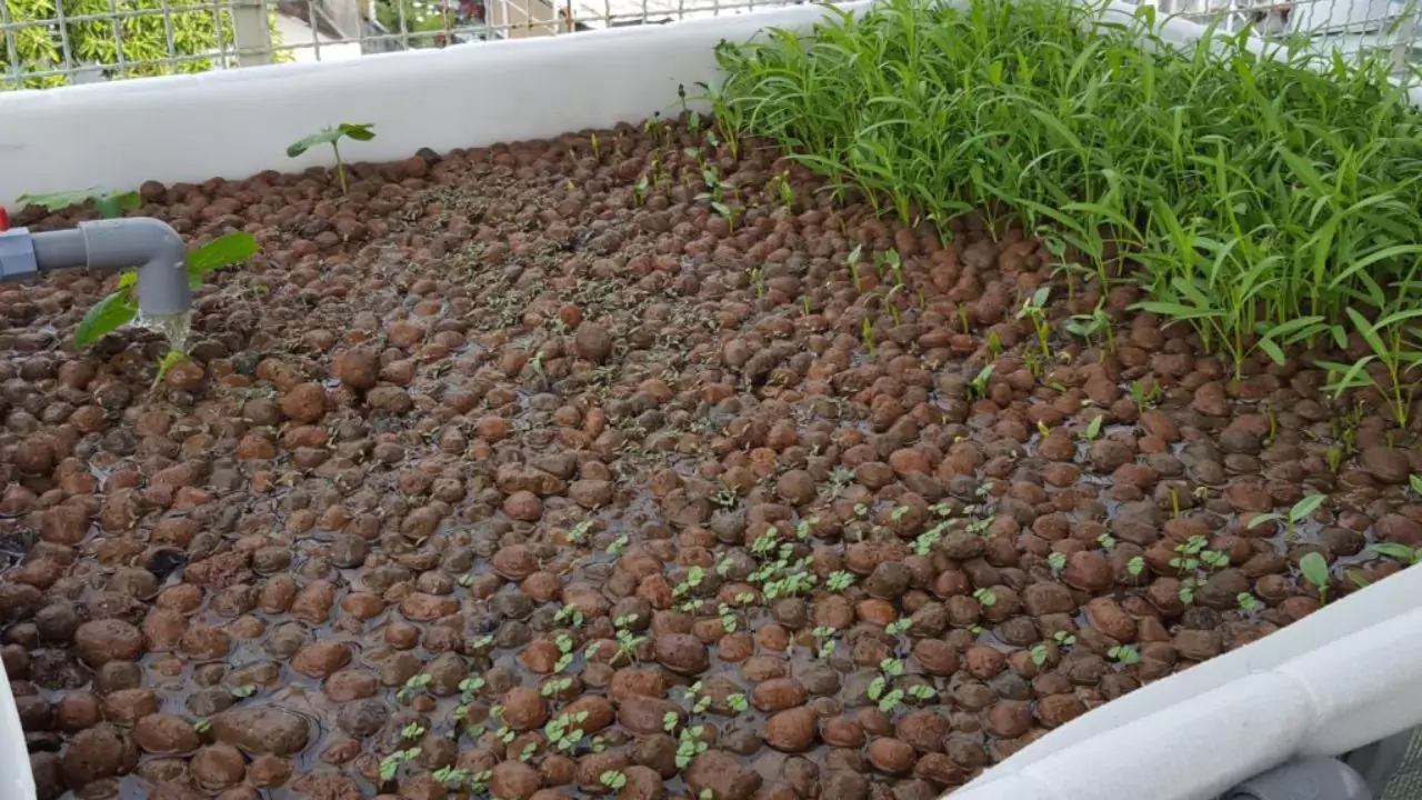 How to Choose Aquaponics Grow Bed Material