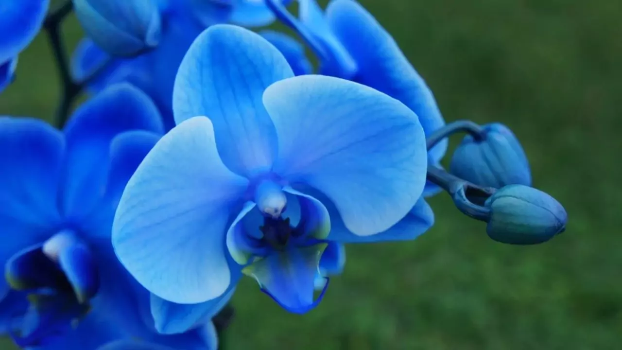 Are Blue Orchids Real (Fake or Real Orchids?) 2 Are blue Orchids fake 1