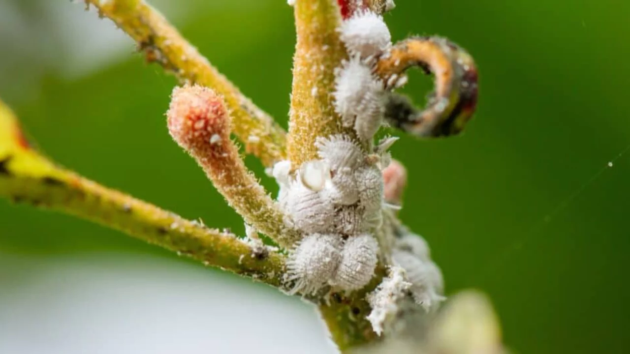Are mealybugs harmful to people or plants