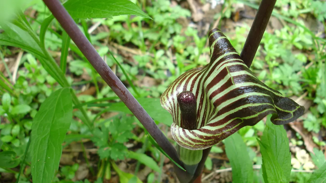 Arisaema Sikokianum light