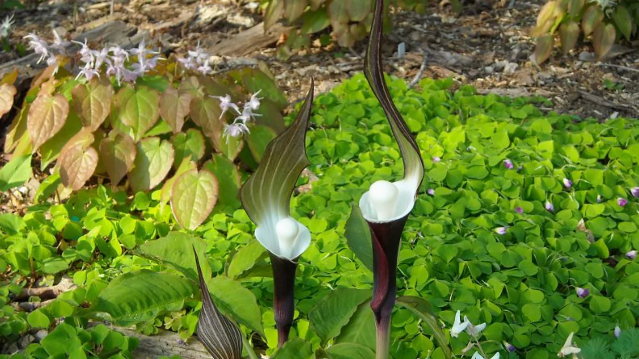 Arisaema Sikokianum plant