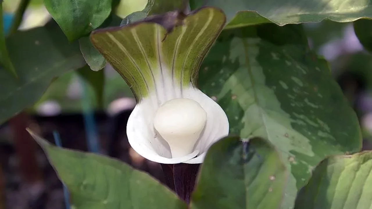 Arisaema Sikokianum tips