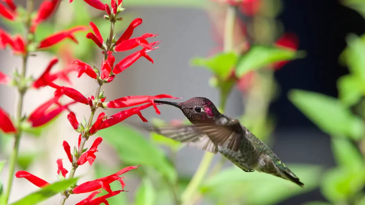 Attract hummingbirds in your backyard
