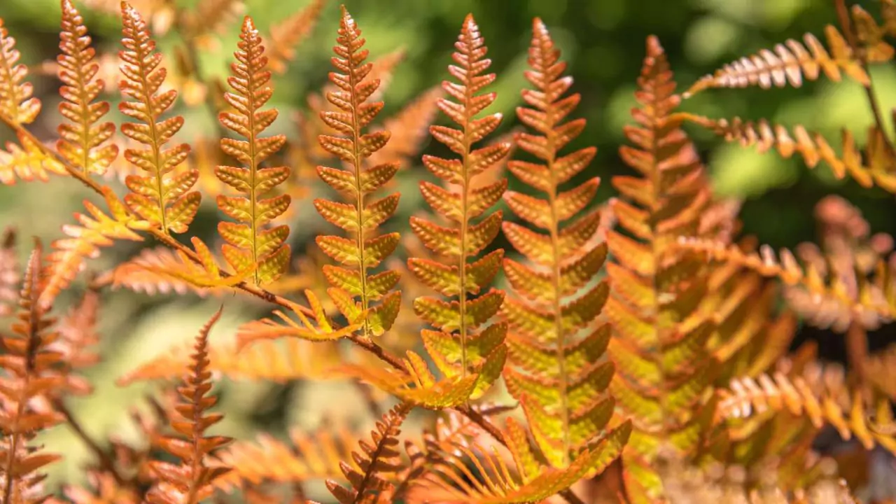 21 Hardy Fern Varieties 9 Autumn fern