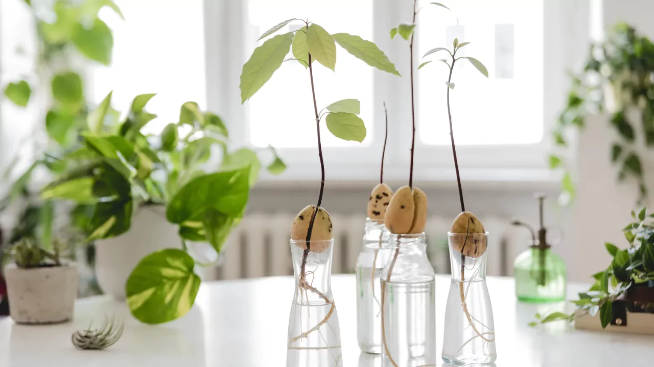 9 Fruit Trees you can Grow Indoors 2 Avocado tiny tree 1
