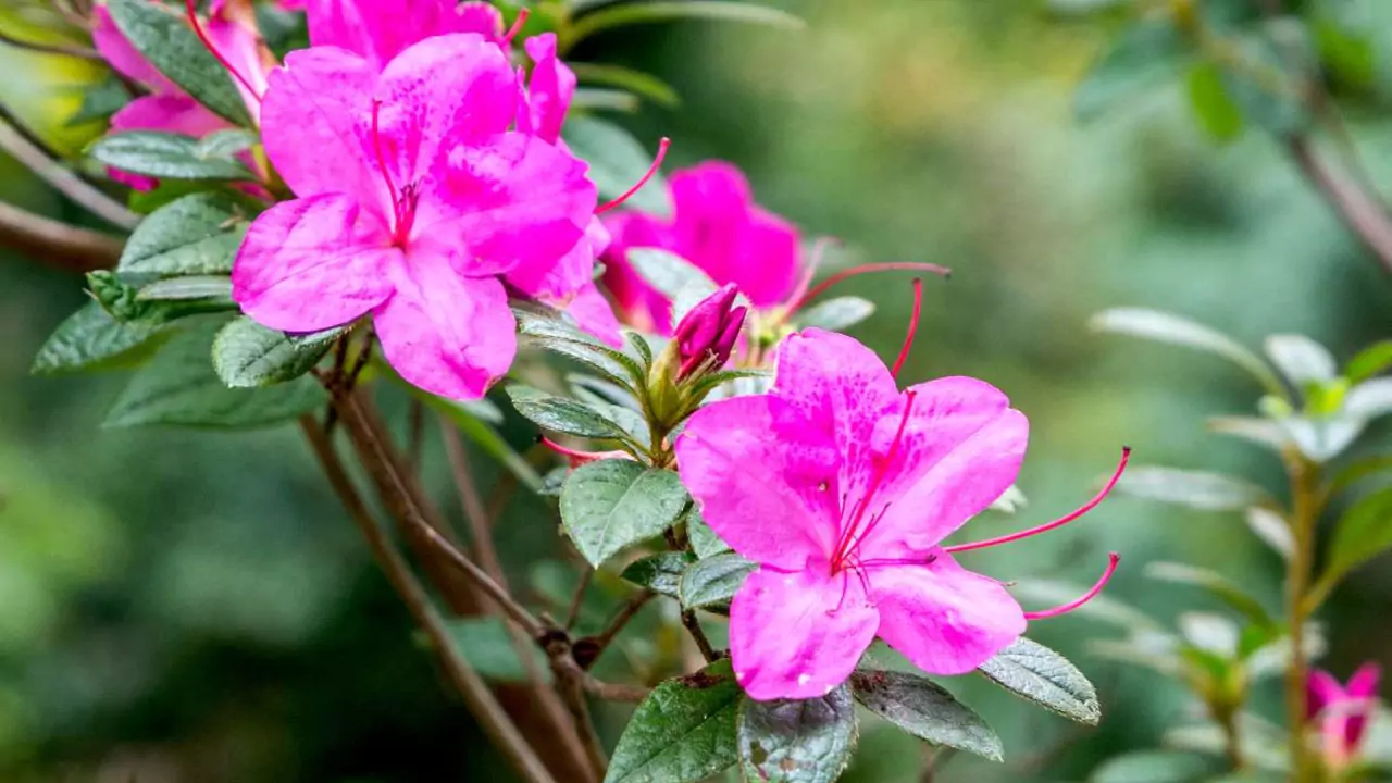 Seasonal Guide To Japanese Flowers 4 Azalea