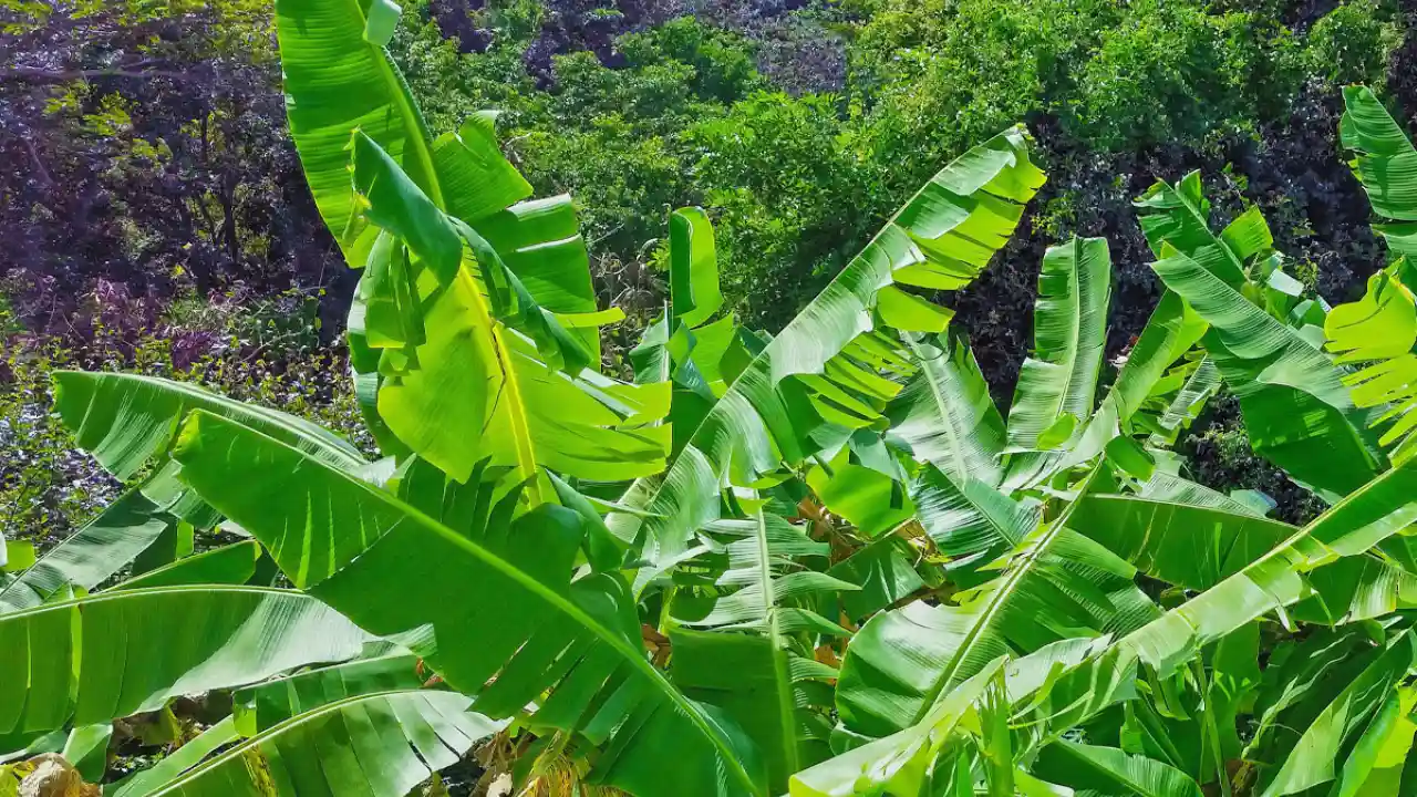 13 Indoor Plants with the Biggest Leaves 6 Banana plant leaves
