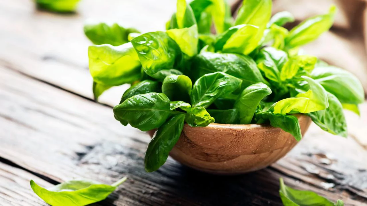 10 Best Plants for Small Scale Aquaponics 1 Basil 1