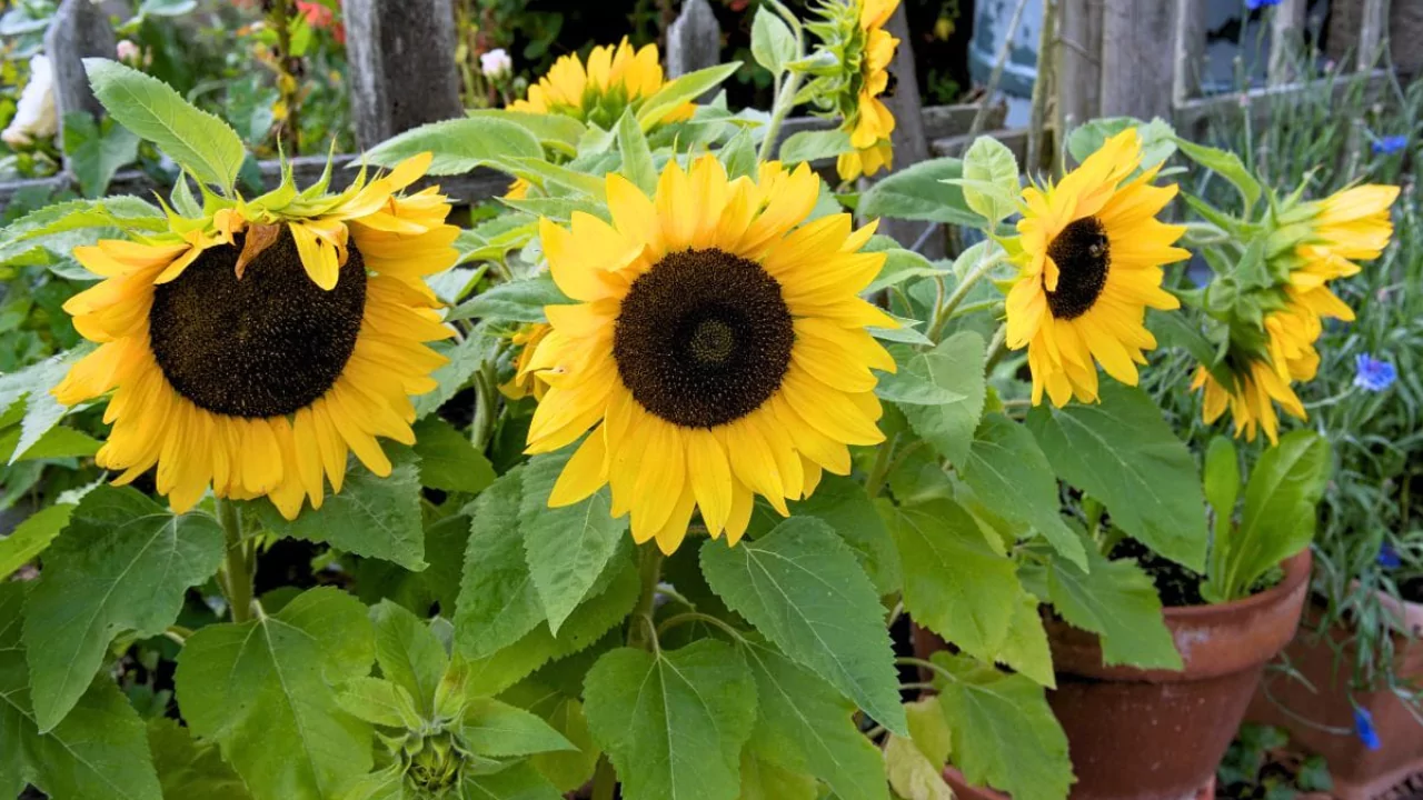 Beautiful dwarf sunflowers