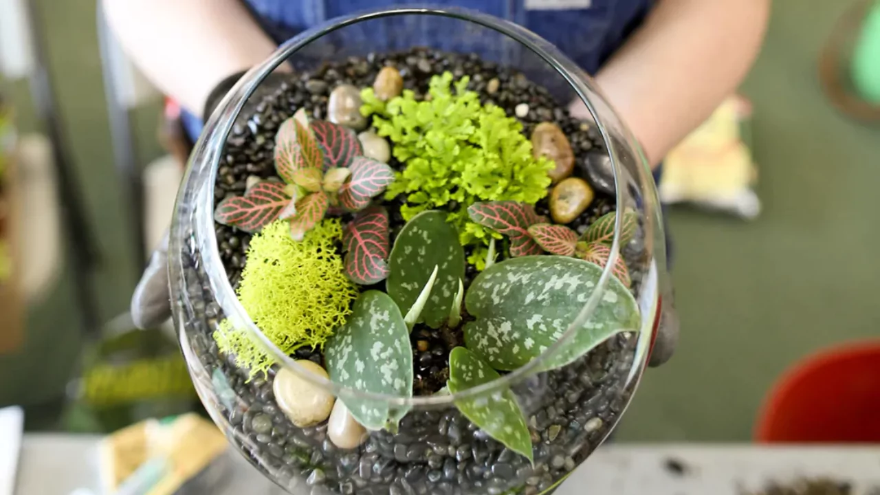 Beautiful terrarium 1