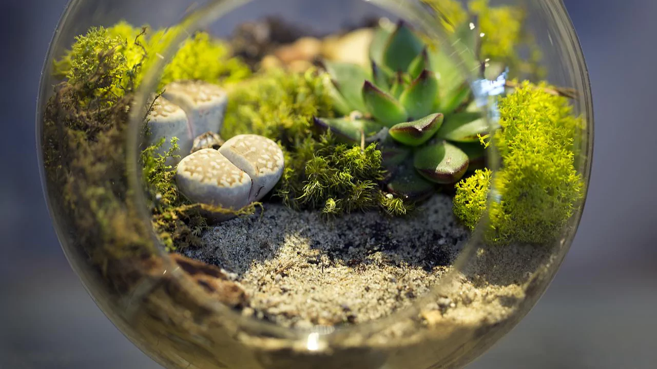 Can Cacti and Succulents Be Planted Together