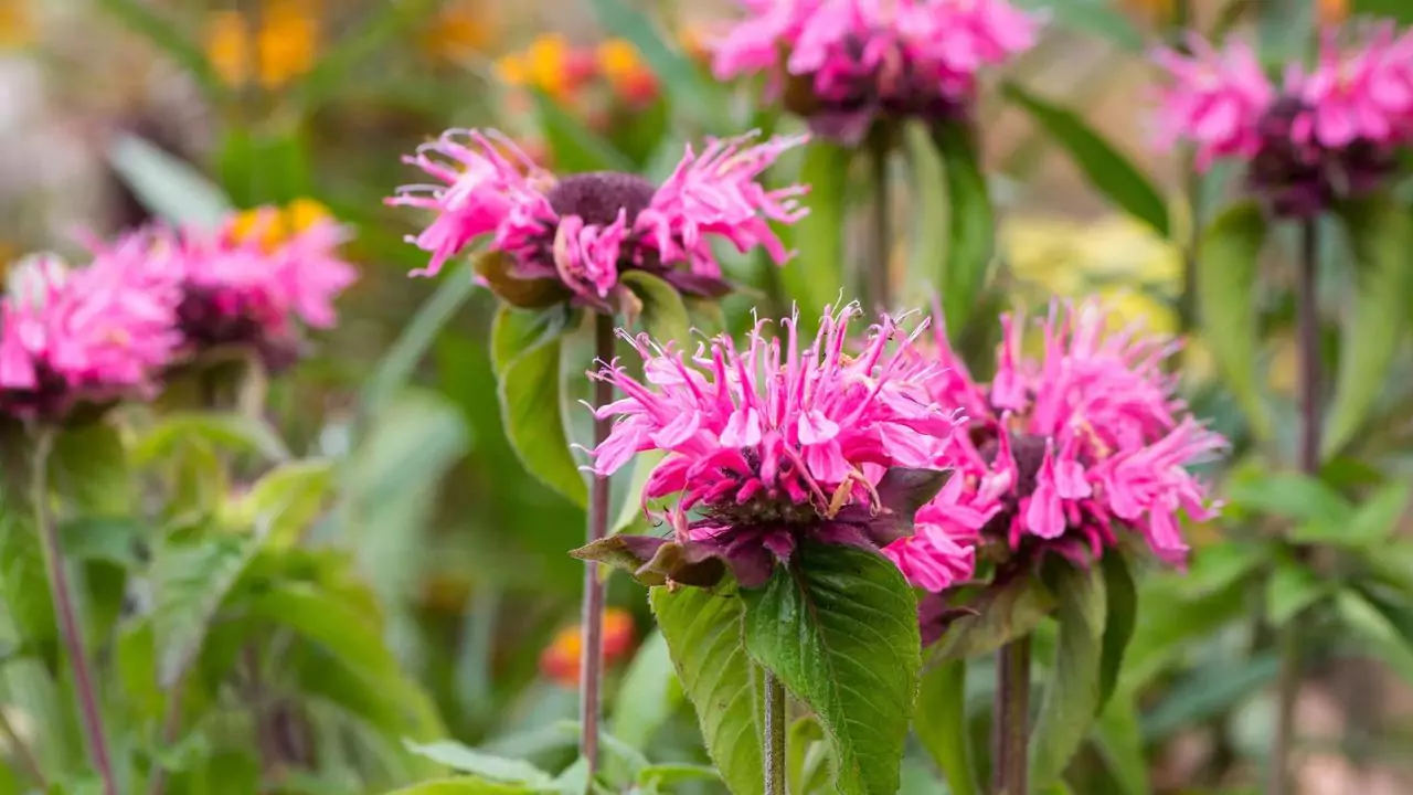 10 Outdoor Plants That Repel Mosquitoes
