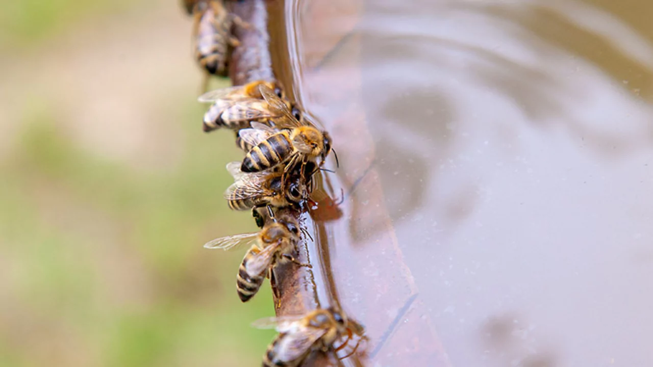Bees need water