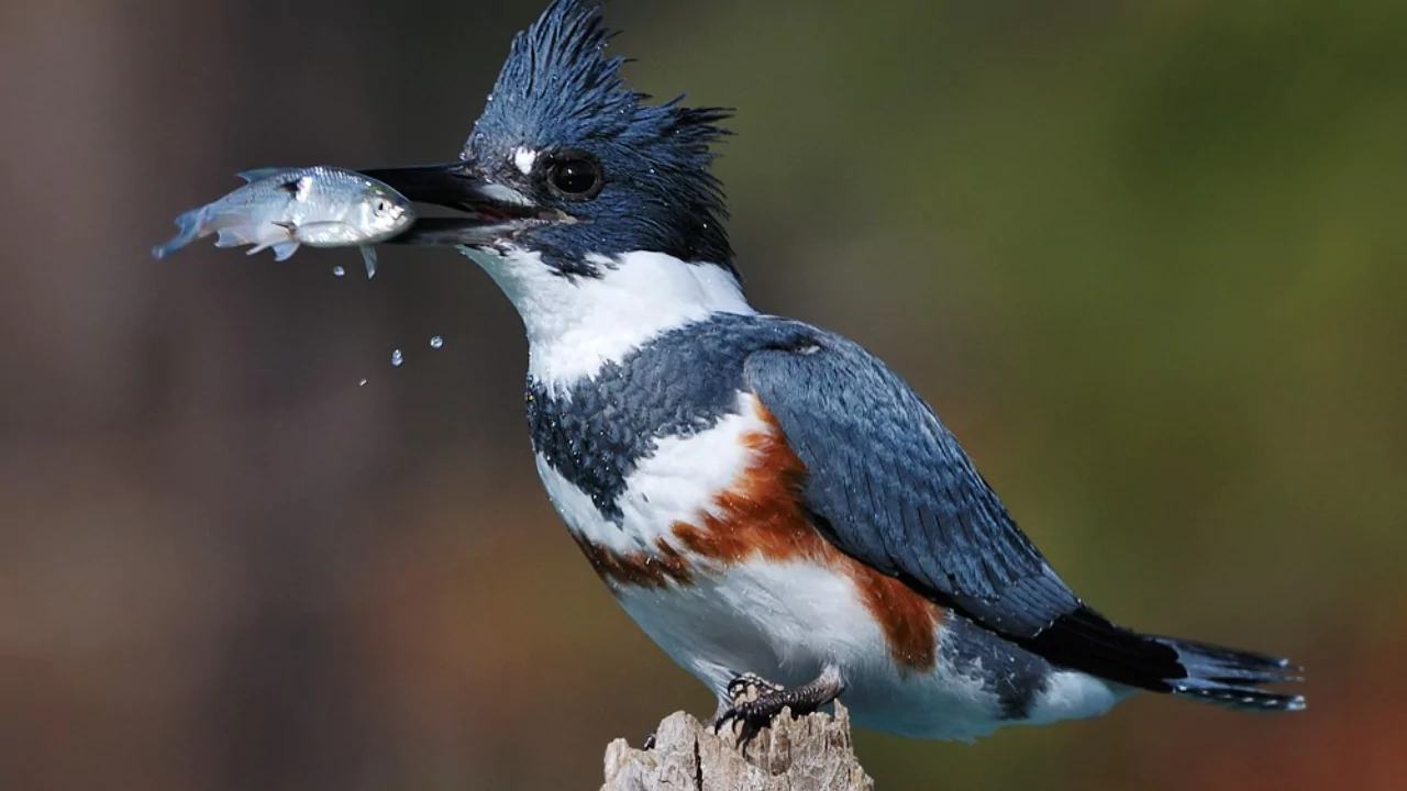 Belted Kingfisher 1