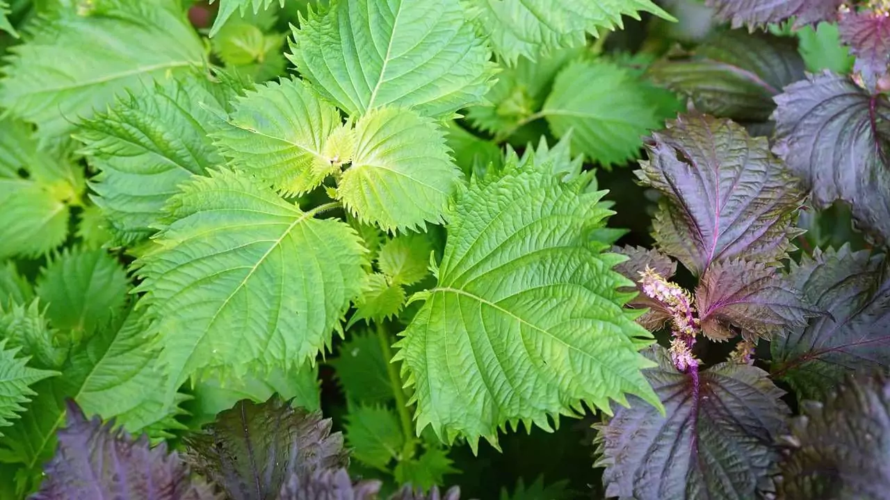 Growers Guide For Korean Perilla Leaves