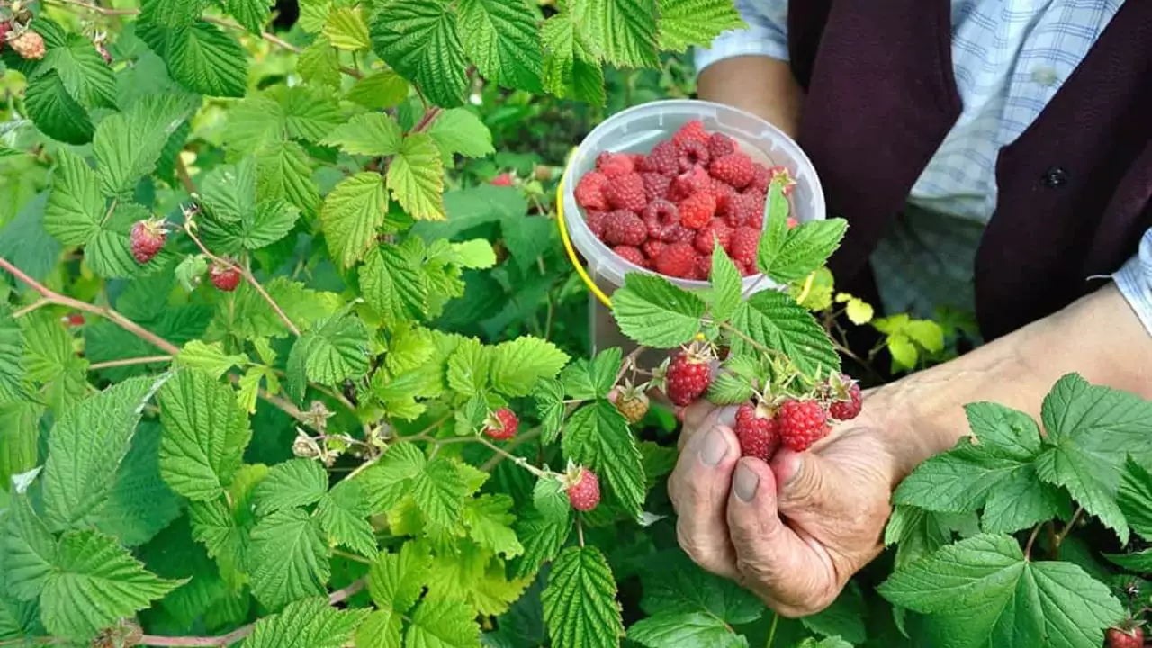 Best time to plant raspberries in