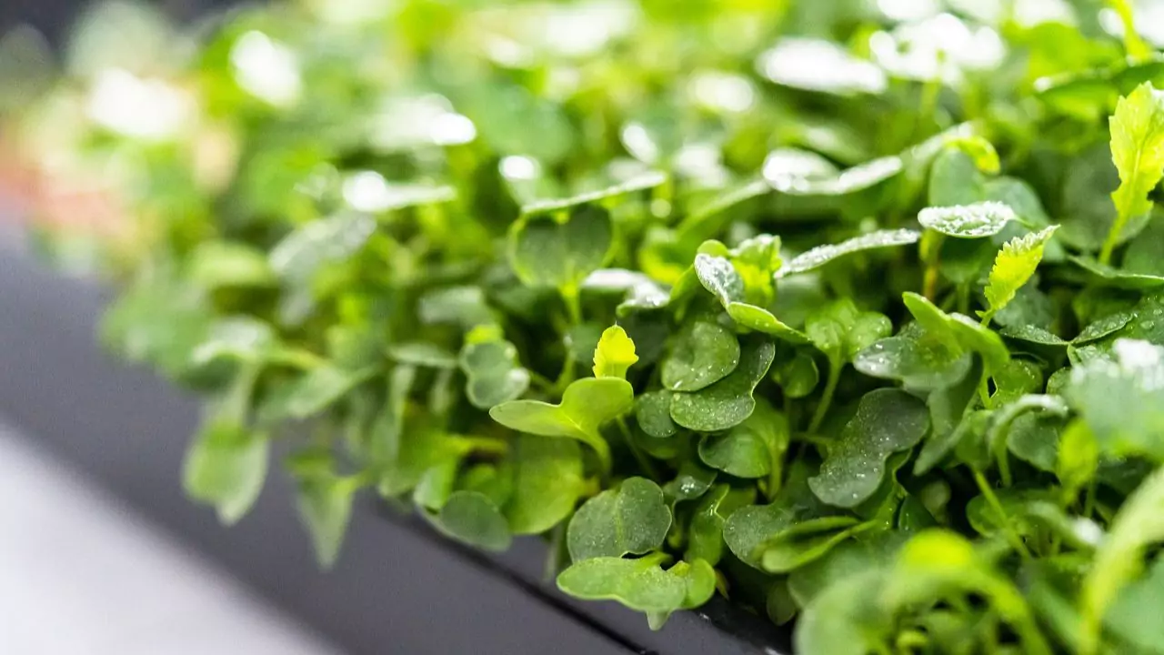 My Favorite Trays for Growing Microgreens at Home 1 Best trays for growing microgreens at home
