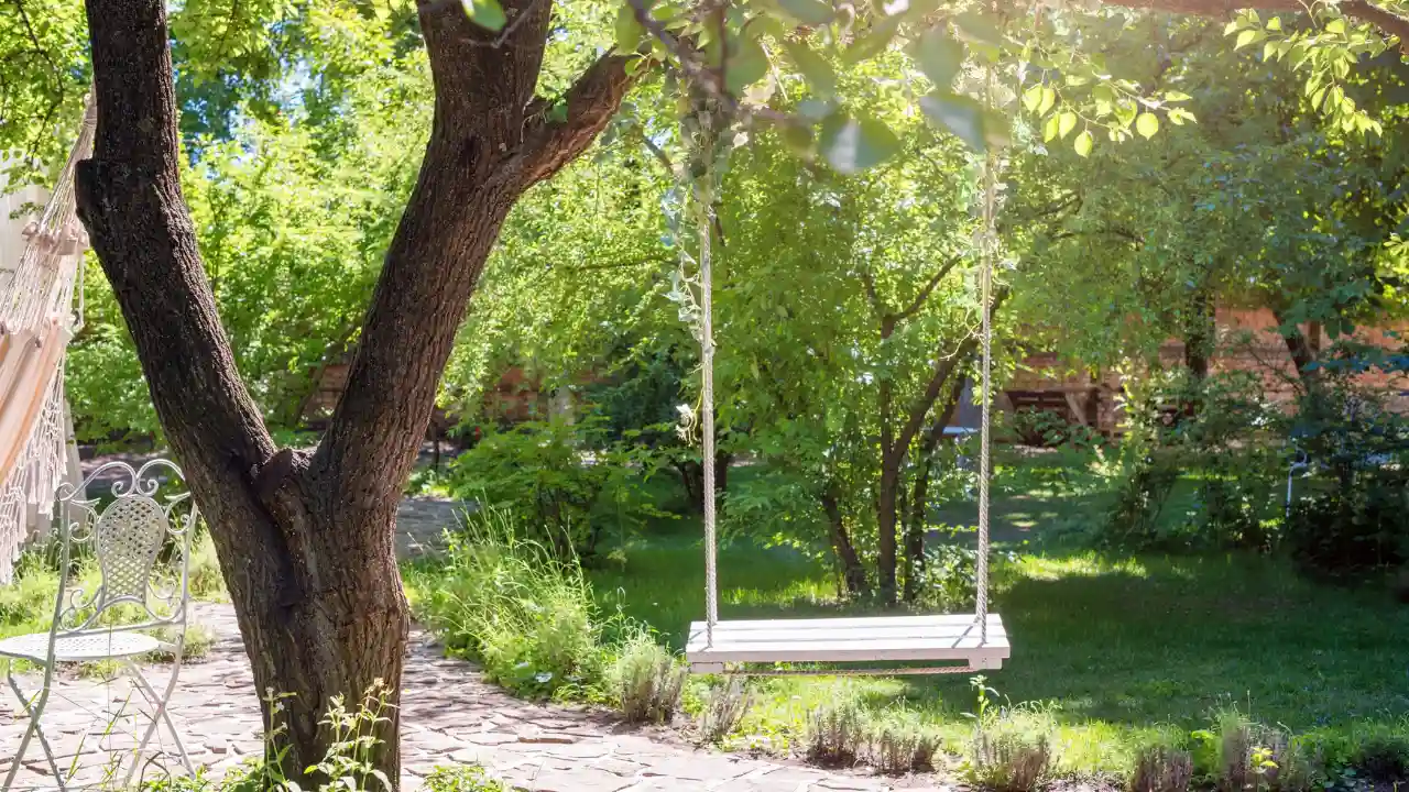 Best trees for swings 1