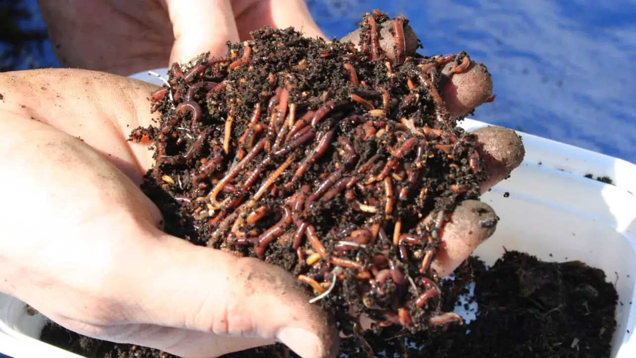 Vermicompost vs Fertilizer: Which is better? 1 Better Growth