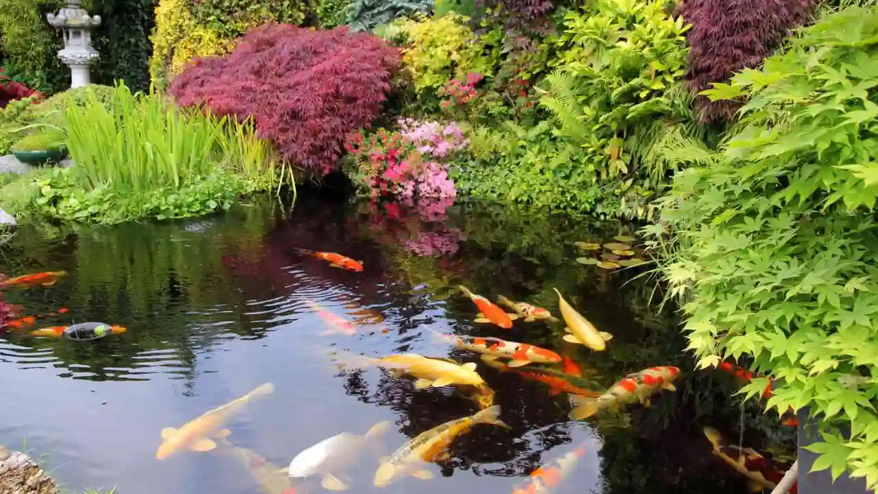 Can you swim in a Koi Pond