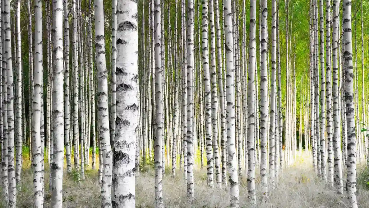 Birch Trees