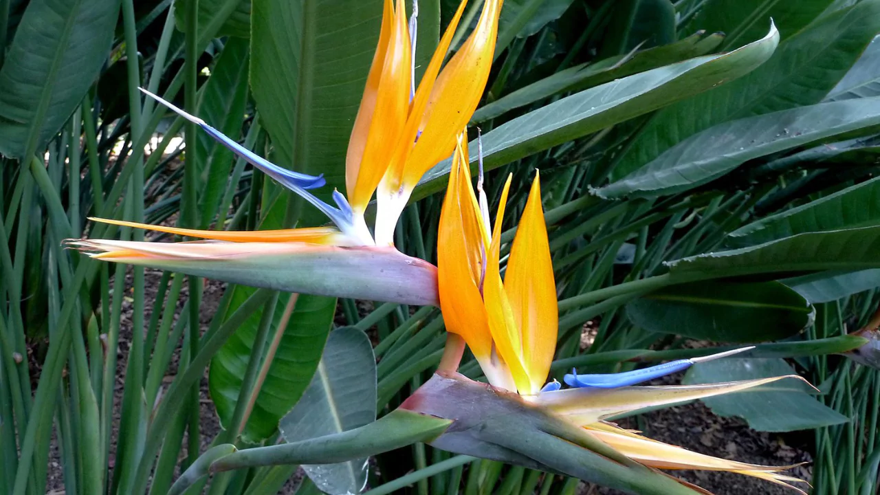13 Indoor Plants with the Biggest Leaves 7 Bird of paradise plant indoor