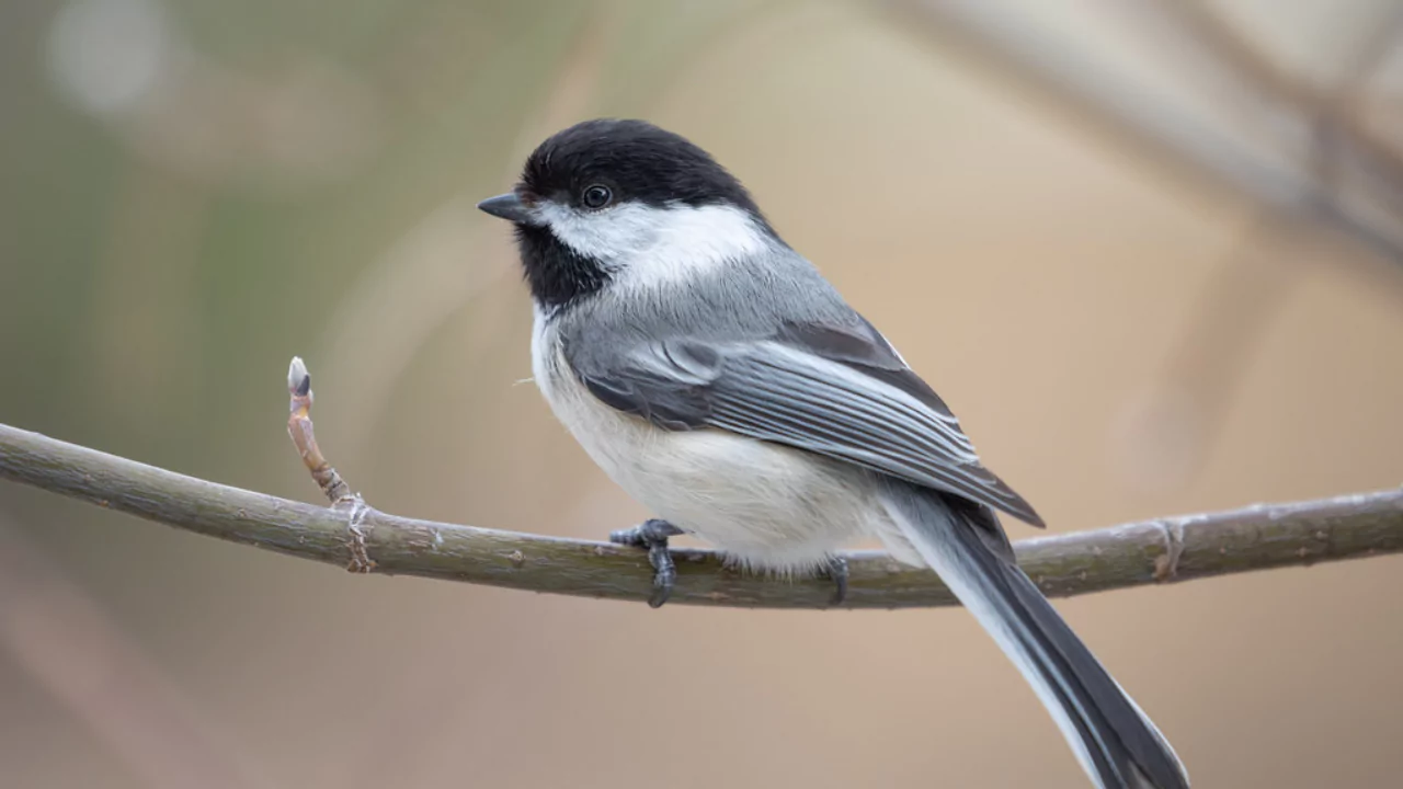 What Is the Most Common Bird in Massachusetts? 1 Black capped Chickadee