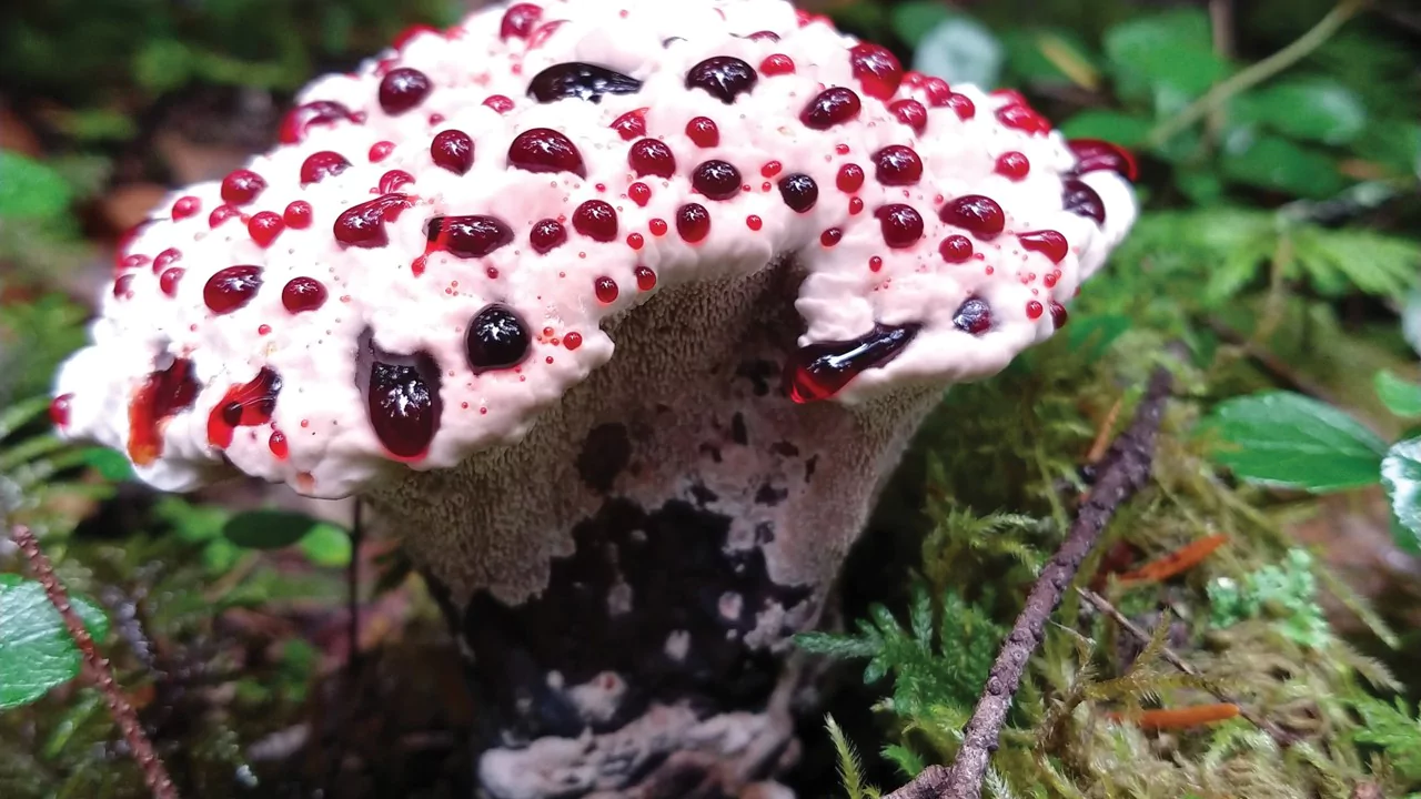 7 Weirdest Mushrooms In The World 5 Bleeding Tooth mushroom