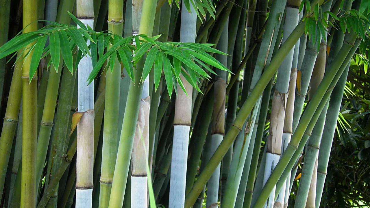 25 Garden Wall Ideas That You’ll Love