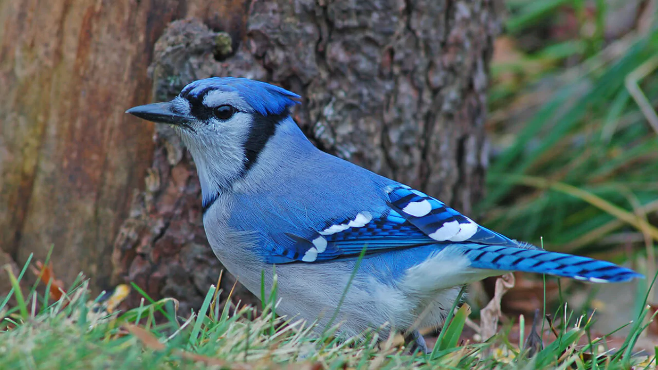 Blue Jay