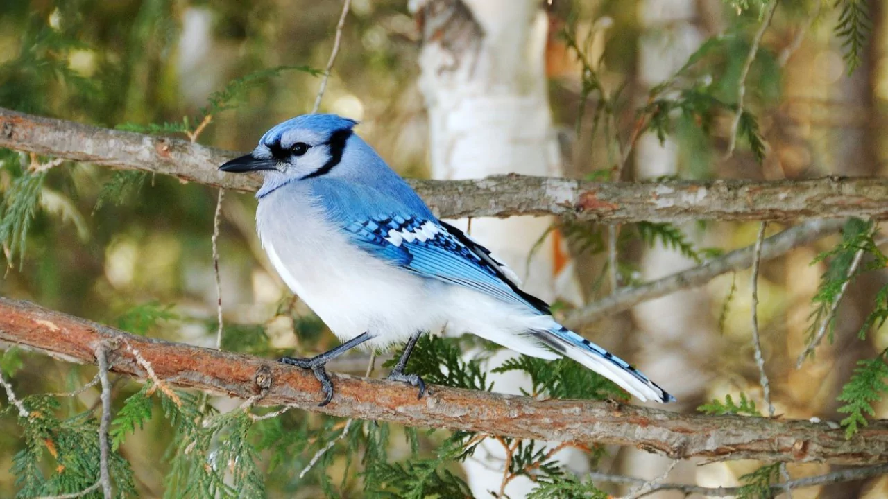 What Is the Most Common Bird in Massachusetts