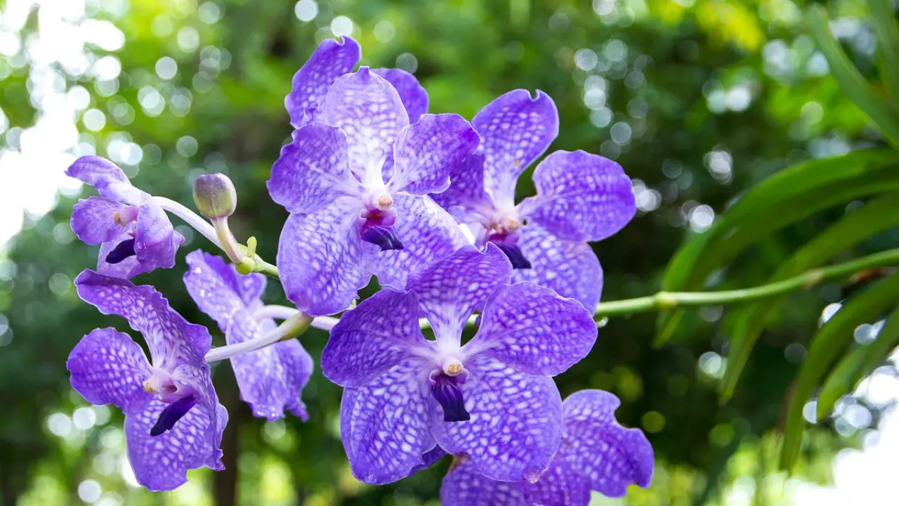 Are Blue Orchids Real (Fake or Real Orchids?) 3 Blue Vanda Orchid