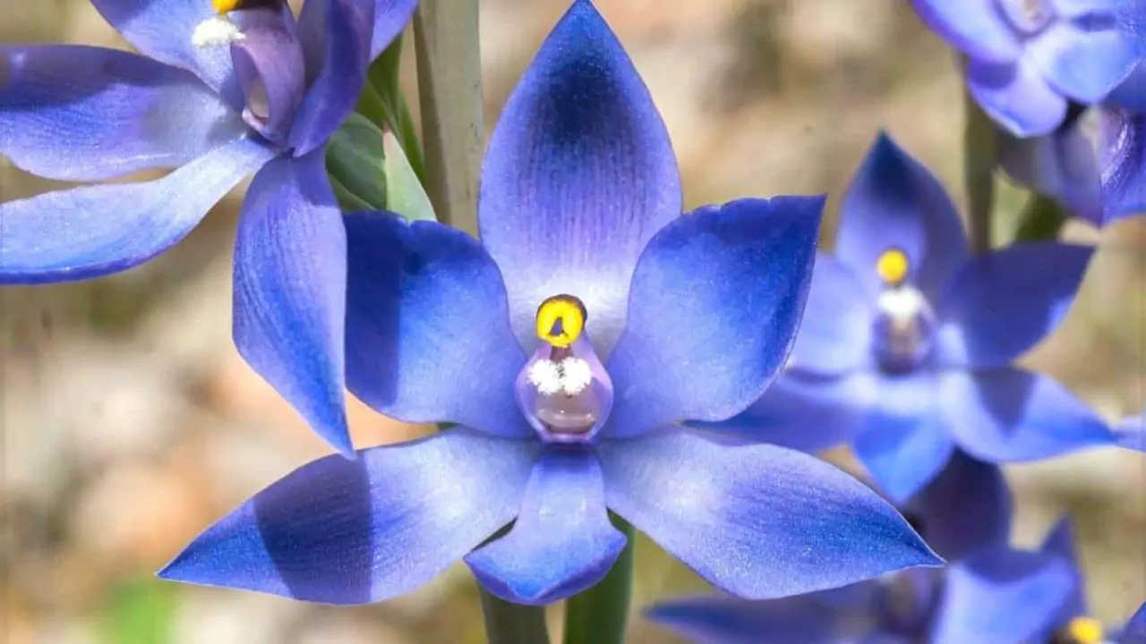 Are Blue Orchids Real (Fake or Real Orchids?) 4 Blue lady Orchid