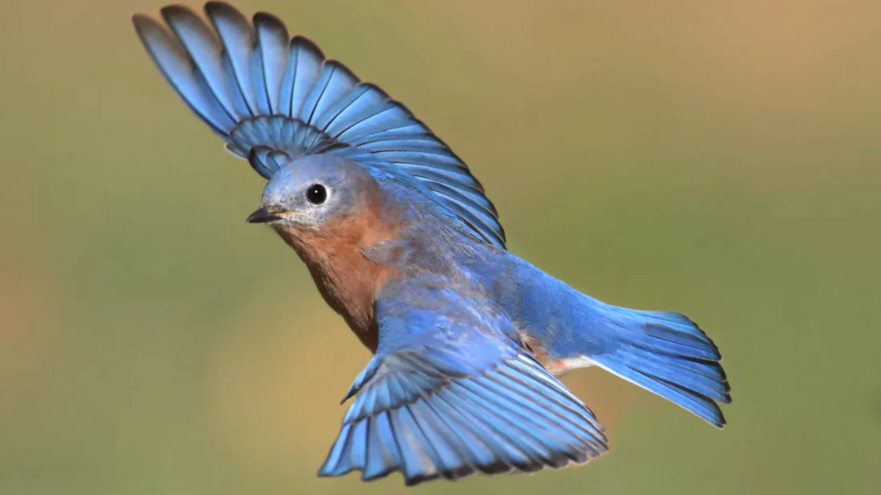 Where Do Bluebirds Go After They Fledge 4 Bluebird migration